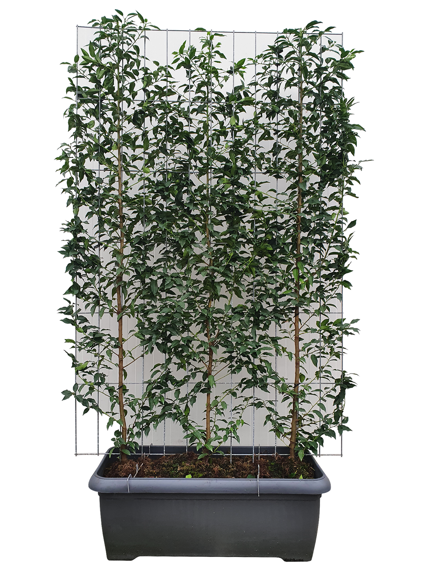 Prunus l. 'Angustifolia' - L120xH180