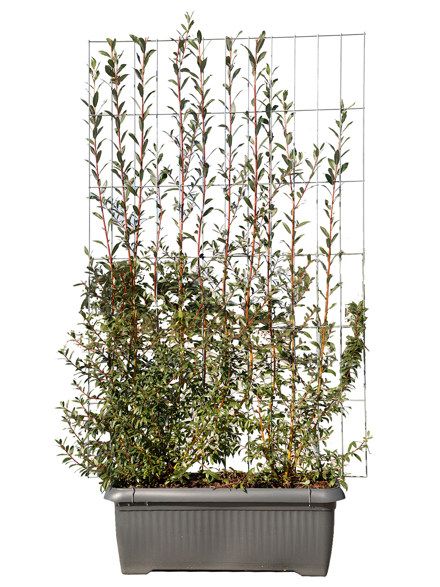 Salix alba 'Chermesina' - L120xH180